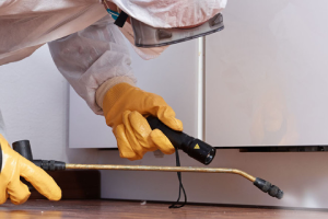 Messie Schädlingsbekämpfung Landau In Der Pfalz